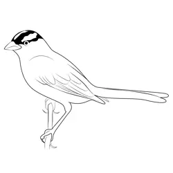 White Crowned Sparrow Free Coloring Page for Kids