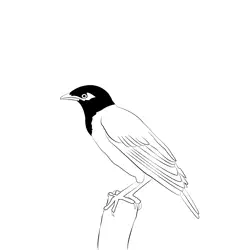 Common Myna 3 Free Coloring Page for Kids