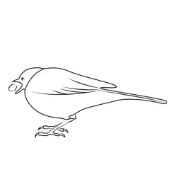 Myna Bird Eating Food Free Coloring Page for Kids