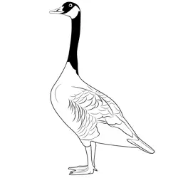 Branta Canadensis Free Coloring Page for Kids