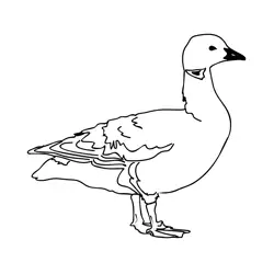 Brent Goose 1 Free Coloring Page for Kids