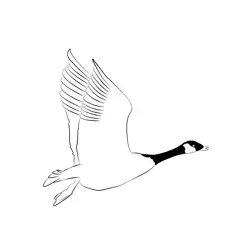 Canada Goose 8 Free Coloring Page for Kids