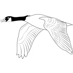 Canada Goose Fly Free Coloring Page for Kids