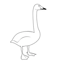 Whooper Swan Free Coloring Page for Kids
