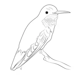 Broad Tailed Hummingbird Free Coloring Page for Kids