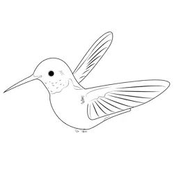 Cose Up Humming Bird Free Coloring Page for Kids