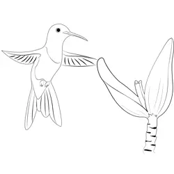 Humming Birds Need Flowers Nectar Free Coloring Page for Kids
