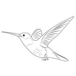 Hummingbird Fly Free Coloring Page for Kids