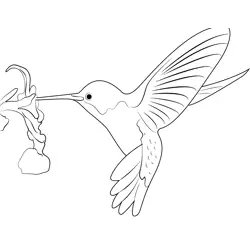 Hummingbird Free Coloring Page for Kids