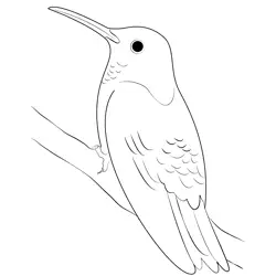Pretty Humming Bird Free Coloring Page for Kids