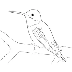 Ruby Throated Hummingbird Free Coloring Page for Kids