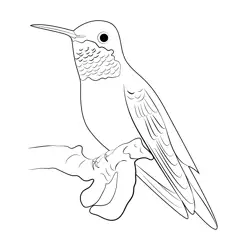 Rufous Hummingbird Free Coloring Page for Kids