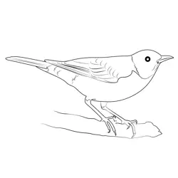 American Robin 13 Free Coloring Page for Kids