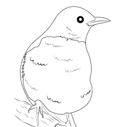American Robin 14 Free Coloring Page for Kids