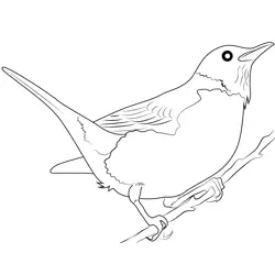 American Robin 6 Free Coloring Page for Kids