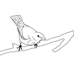 Fieldfare 1 Free Coloring Page for Kids