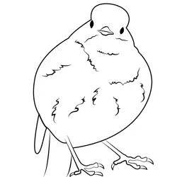 Fluffy Robin Free Coloring Page for Kids