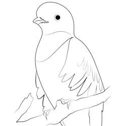 Close Up Quetzal Bird Free Coloring Page for Kids