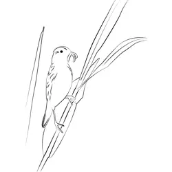 Aquatic Warbler 1 Free Coloring Page for Kids