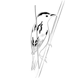 Aquatic Warbler 10