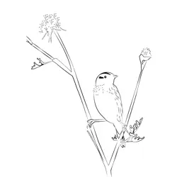 Aquatic Warbler 8 Free Coloring Page for Kids
