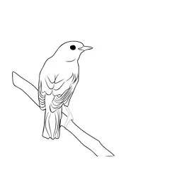 Garden Warbler 2 Free Coloring Page for Kids