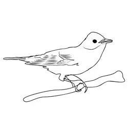 Garden Warbler 3 Free Coloring Page for Kids
