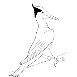 A Pileated Woodpecker
