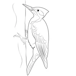 Bigstock Pileated Woodpecker