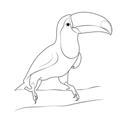 Chestnut Mandibled Toucan Free Coloring Page for Kids