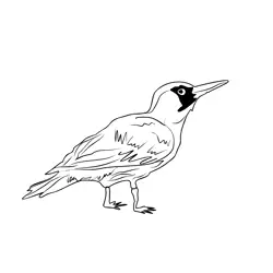 Green Woodpecker 3 Free Coloring Page for Kids