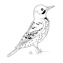 Northern Yellow Shafted Flicker Free Coloring Page for Kids