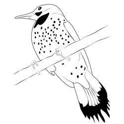 Red Shafted Flicker Bird Free Coloring Page for Kids