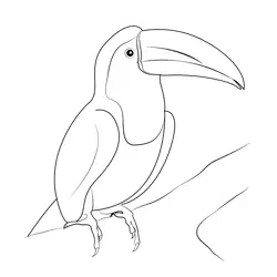 Sitting Toucan Bird Free Coloring Page for Kids