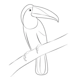 Toucan 10 Free Coloring Page for Kids