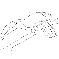 Toucan 13 Free Coloring Page for Kids