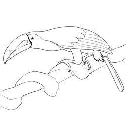 Toucan 2 Free Coloring Page for Kids