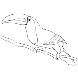 Toucan 3 Free Coloring Page for Kids