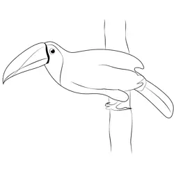 Toucan 5 Free Coloring Page for Kids