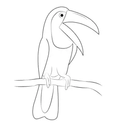 Toucan 8 Free Coloring Page for Kids