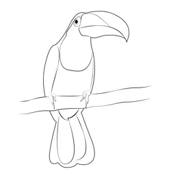 Toucan 9 Free Coloring Page for Kids