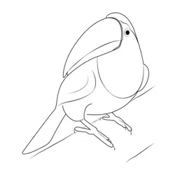 Toucan Bird Free Coloring Page for Kids