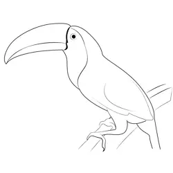Wild Keel Billed Toucan Free Coloring Page for Kids