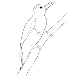 Woodpecker Bird Free Coloring Page for Kids