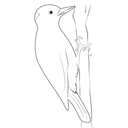Woodpecker Birds Free Coloring Page for Kids