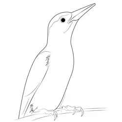 Woodpecker Free Coloring Page for Kids