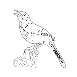 Cactus Wren 2 Free Coloring Page for Kids