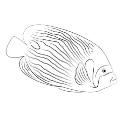 Emperor Angelfish Pomacanthus Imperator Free Coloring Page for Kids
