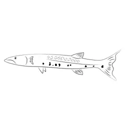 Barracuda Cancun Free Coloring Page for Kids