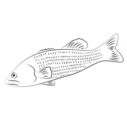 Basses Fish Free Coloring Page for Kids